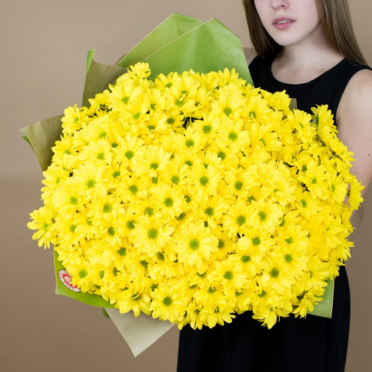 Хризантема кустовая желтая №  2212