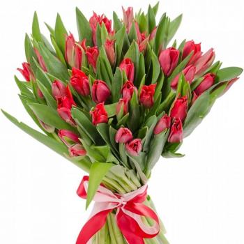 Красные тюльпаны 25 шт (артикул букета: 3480)
